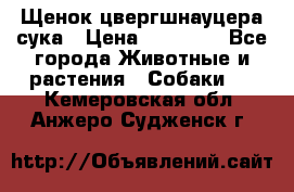 Щенок цвергшнауцера сука › Цена ­ 25 000 - Все города Животные и растения » Собаки   . Кемеровская обл.,Анжеро-Судженск г.